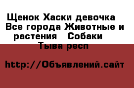 Щенок Хаски девочка - Все города Животные и растения » Собаки   . Тыва респ.